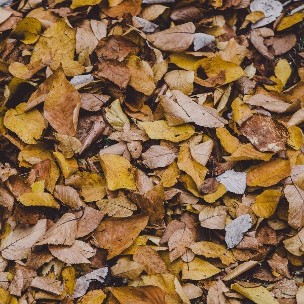 pexels-photo-94982